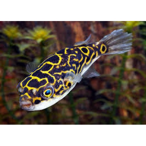 Figure 8 puffer fish care hotsell